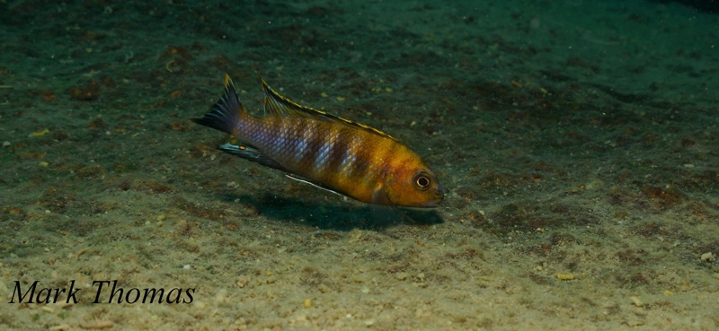 Tropheops sp. 'gracilior nankumba' Domwe Island